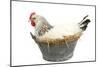 Sussex Chicken Sitting on Next in Tin Bucket-null-Mounted Photographic Print