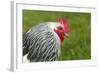 Sussex Chicken-null-Framed Photographic Print