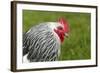 Sussex Chicken-null-Framed Photographic Print