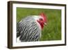 Sussex Chicken-null-Framed Photographic Print