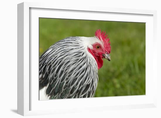 Sussex Chicken-null-Framed Photographic Print