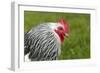 Sussex Chicken-null-Framed Photographic Print