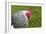 Sussex Chicken-null-Framed Photographic Print