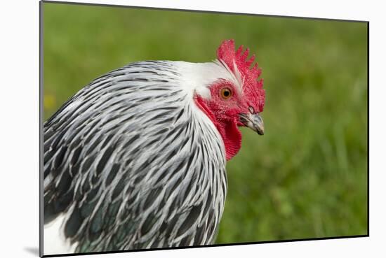 Sussex Chicken-null-Mounted Photographic Print