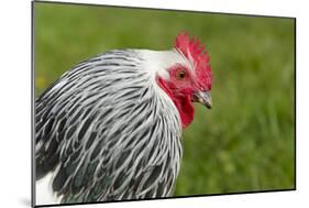 Sussex Chicken-null-Mounted Photographic Print