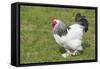 Sussex Domestic Chicken Breed-null-Framed Stretched Canvas