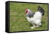 Sussex Domestic Chicken Breed-null-Framed Stretched Canvas