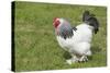 Sussex Domestic Chicken Breed-null-Stretched Canvas
