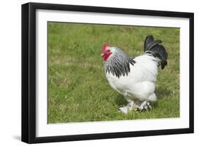 Sussex Domestic Chicken Breed-null-Framed Photographic Print