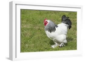 Sussex Domestic Chicken Breed-null-Framed Photographic Print