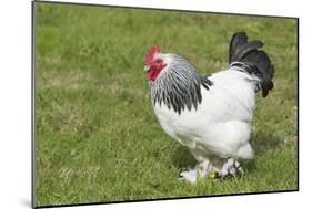 Sussex Domestic Chicken Breed-null-Mounted Photographic Print