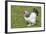 Sussex Domestic Chicken Breed-null-Framed Photographic Print