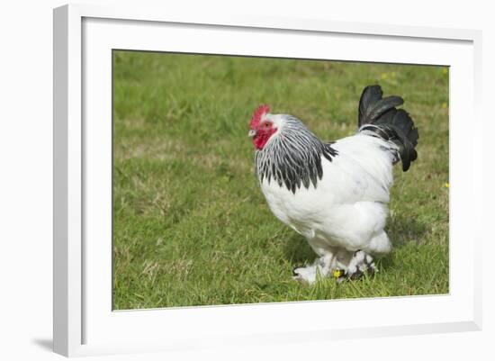 Sussex Domestic Chicken Breed-null-Framed Photographic Print