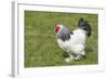 Sussex Domestic Chicken Breed-null-Framed Photographic Print