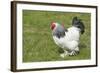 Sussex Domestic Chicken Breed-null-Framed Photographic Print