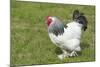 Sussex Domestic Chicken Breed-null-Mounted Photographic Print