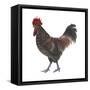 Sussex (Gallus Gallus Domesticus), Rooster, Poultry, Birds-Encyclopaedia Britannica-Framed Stretched Canvas