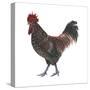 Sussex (Gallus Gallus Domesticus), Rooster, Poultry, Birds-Encyclopaedia Britannica-Stretched Canvas