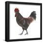 Sussex (Gallus Gallus Domesticus), Rooster, Poultry, Birds-Encyclopaedia Britannica-Framed Poster