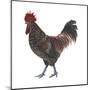 Sussex (Gallus Gallus Domesticus), Rooster, Poultry, Birds-Encyclopaedia Britannica-Mounted Poster