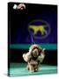 Sussex Spaniel at the 133rd Westminster Kennel Club Dog Show at Madison Square Garden-null-Stretched Canvas