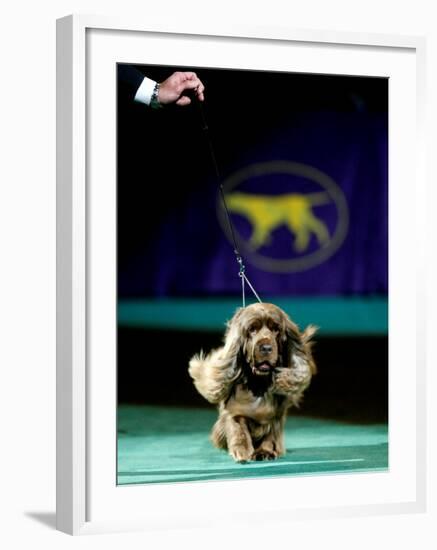 Sussex Spaniel at the 133rd Westminster Kennel Club Dog Show at Madison Square Garden-null-Framed Photographic Print