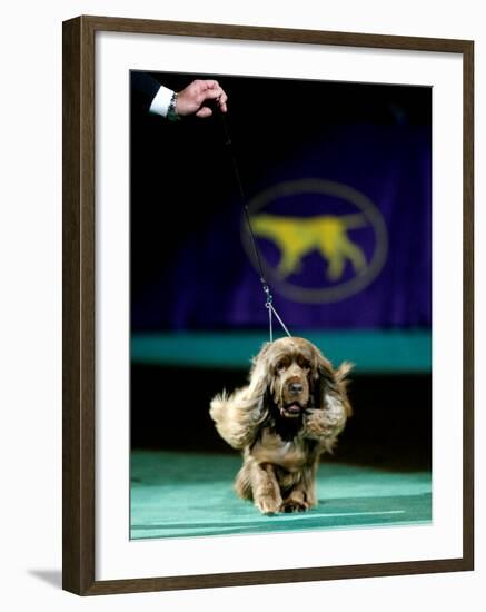 Sussex Spaniel at the 133rd Westminster Kennel Club Dog Show at Madison Square Garden-null-Framed Photographic Print