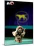 Sussex Spaniel at the 133rd Westminster Kennel Club Dog Show at Madison Square Garden-null-Mounted Photographic Print