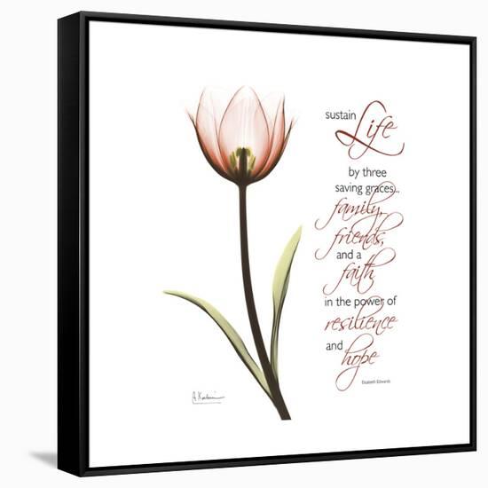 Sustain Life Tulip-Albert Koetsier-Framed Stretched Canvas