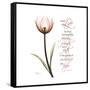 Sustain Life Tulip-Albert Koetsier-Framed Stretched Canvas