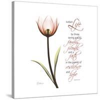 Sustain Life Tulip-Albert Koetsier-Stretched Canvas