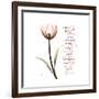 Sustain Life Tulip-Albert Koetsier-Framed Premium Giclee Print