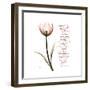 Sustain Life Tulip-Albert Koetsier-Framed Premium Giclee Print