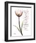 Sustain Life Tulip-Albert Koetsier-Framed Art Print