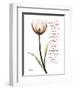 Sustain Life Tulip-Albert Koetsier-Framed Art Print