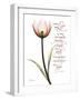 Sustain Life Tulip-Albert Koetsier-Framed Art Print