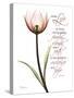 Sustain Life Tulip-Albert Koetsier-Stretched Canvas