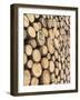 Sustainable Forestry Log Harvest, Dolomites, Rosengarten, South Tyrol, Italy-Martin Zwick-Framed Photographic Print