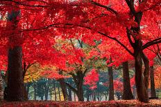 Autumn in Nami Island-Suthee Treewatanawong-Framed Stretched Canvas