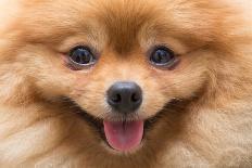 Puppy Pomeranian Dog Cute Pets in Home, Close-Up Image-Suti Stock Photo-Laminated Photographic Print