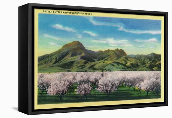 Sutter Buttes and Orchards in Bloom - Sutter Buttes, CA-Lantern Press-Framed Stretched Canvas