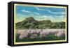 Sutter Buttes and Orchards in Bloom - Sutter Buttes, CA-Lantern Press-Framed Stretched Canvas