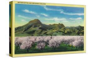Sutter Buttes and Orchards in Bloom - Sutter Buttes, CA-Lantern Press-Stretched Canvas