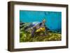 Suwanee cooter in a freshwater spring. Gilchrist Blue Springs State Park, High Springs, Florida-Alex Mustard-Framed Photographic Print