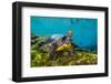 Suwanee cooter in a freshwater spring. Gilchrist Blue Springs State Park, High Springs, Florida-Alex Mustard-Framed Photographic Print