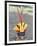 Suya Indian, Brazil, South America-Robin Hanbury-tenison-Framed Photographic Print