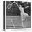 Suzanne Lenglen Taking a Shot-null-Stretched Canvas