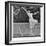 Suzanne Lenglen Taking a Shot-null-Framed Photographic Print