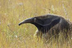 Giant anteater, Serra de Canastra National Park, Brazil-Suzi Eszterhas-Photographic Print