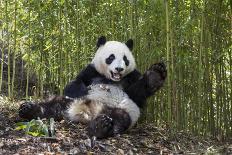 Giant panda sitting, Wolong Nature Reserve, Sichuan, China-Suzi Eszterhas-Photographic Print